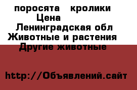 поросята ..кролики › Цена ­ 6 500 - Ленинградская обл. Животные и растения » Другие животные   